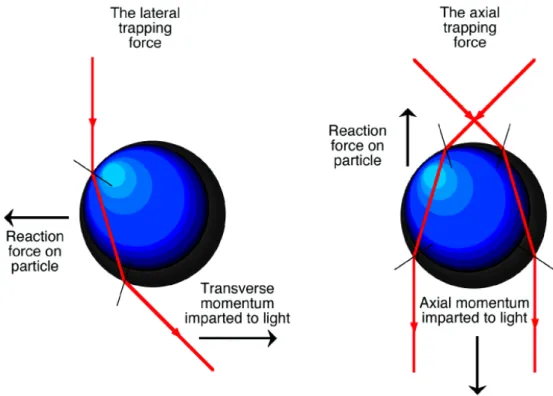 Figure 1.1 The optical forces acting on particle performed by momentum transfer of photons