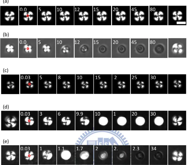 Figure 2.2 Sequences of time evolution of POM images of an individual smectic 5CB droplet optically trapped  by a linearly polarized trapping beam at; (a) 130 mW (or 60 MW/cm 2 ); (b) 850 mW (or 360 MW/cm 2 ), and by a  circularly polarized trapping beam a