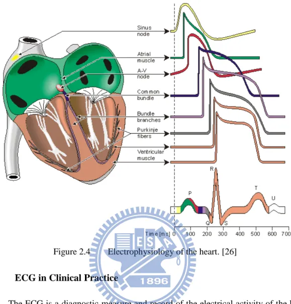 Figure 2.4  Electrophysiology of the heart. [26] 