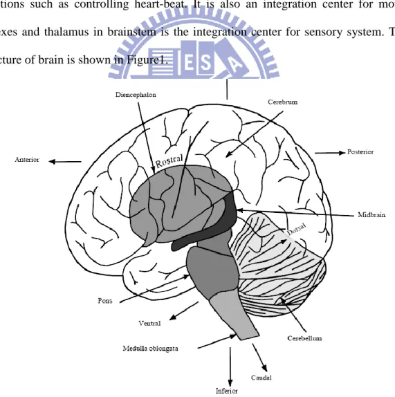 Figure 1.1 The structure of brain 