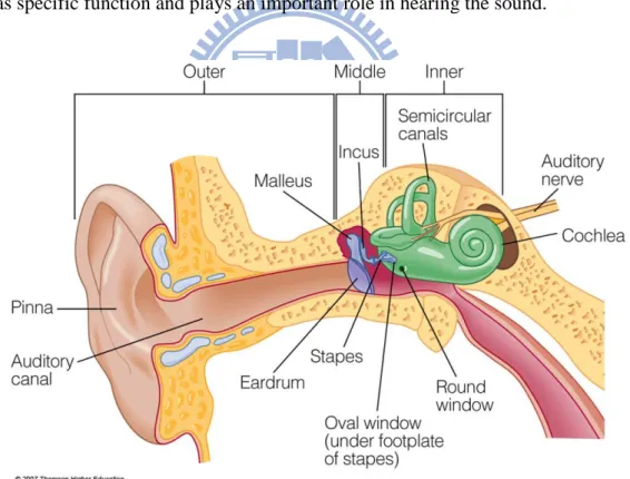 Figure 2-1 Human’s hearing system 