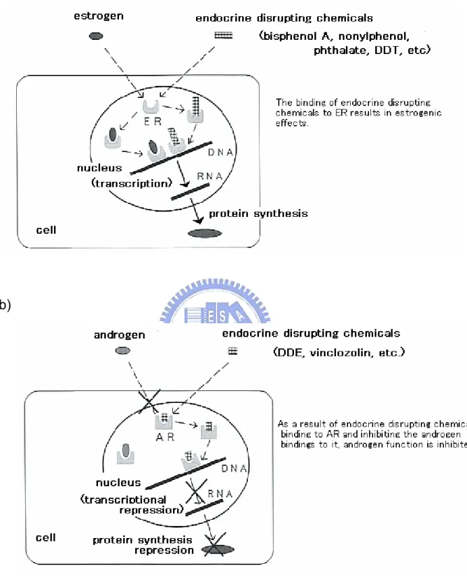 圖 2-2  環境荷爾蒙之作用機制  (a)  雌性化的機制；(b)  抑制雄性化的機制 
