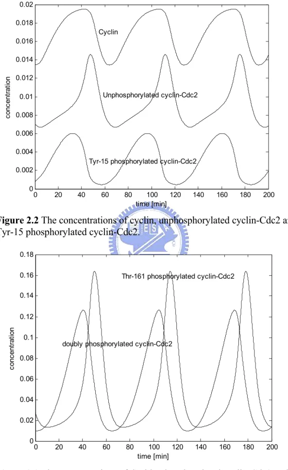 Figure 2.2 The concentrations of cyclin, unphosphorylated cyclin-Cdc2 and  Tyr-15 phosphorylated cyclin-Cdc2