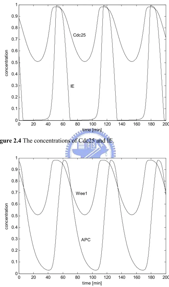 Figure 2.4 The concentrations of Cdc25 and IE. 