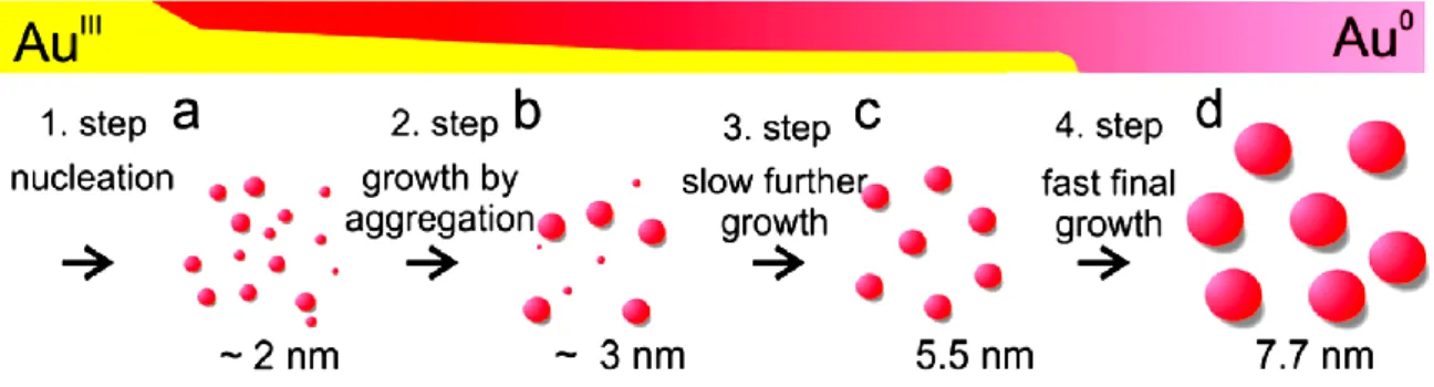 Figure 1-2. Schematic illustration of the deduced process of AuNPs formation 
