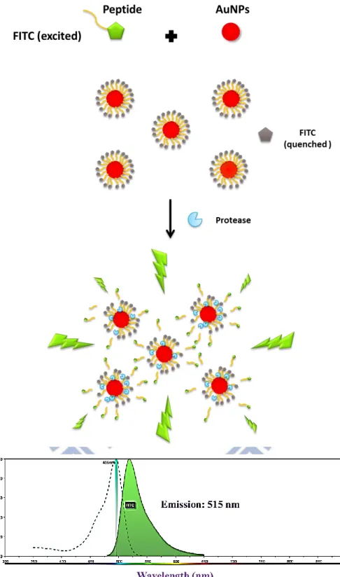 Figure 2-1. A schematic illustration of a protease activated fluorescent self-assembled  AuNPs biosensing platform 