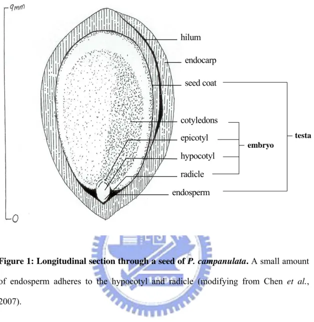 Figure 1: Longitudinal section through a seed of P. campanulata. A small amount  of endosperm adheres to the hypocotyl and radicle (modifying from Chen et al.,  2007)