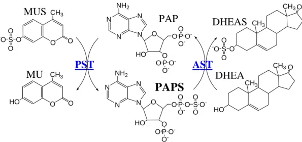 Figure 1. Scheme for the determination of AST activity.    This assay was based on the  regeneration of PAPS from PAP catalyzed by a recombinant PST (K65ER68G) using  MUS as the sulfuryl group donor