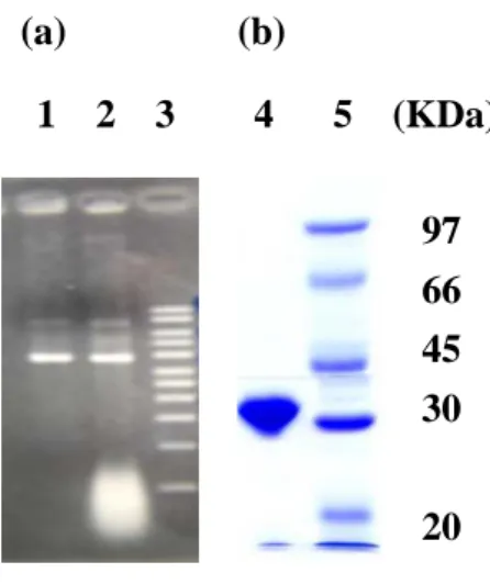 Figure 1. PCR product of mutagenesis and SDS-PAGE.    (a) Lane 1 and 2 were  the plasmid of wild-type and V266E, respectively