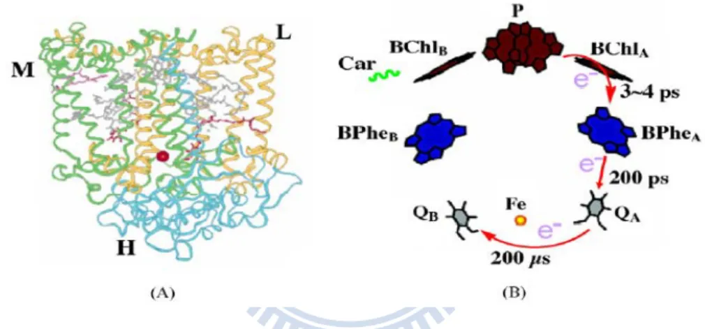 Figure 1-5 (A) Three-dimensional structure of RC from Rhodobacter sphaeroides (Rb. S)