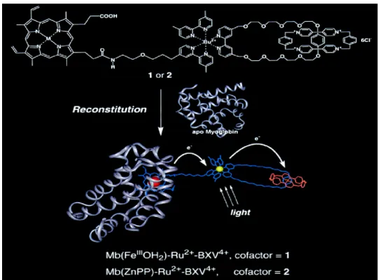 Figure 1-13 Schematic illustration of the reconstitution if 1 and 2 with apo-Mb to afford the  myoglobin-based triads, Mb(Fe III OH 2 )-Ru 2+ -BXV 4+  and Mb(Zn)-Ru 2+ -BXV 4+ 