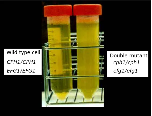 Figure 1. Wild Type and cph1/cph1 efg1/efg1 Candida albicans  grown in the media 