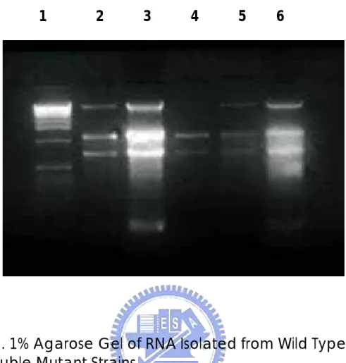 Figure 2. 1% Agarose Gel of RNA Isolated from Wild Type    and Double Mutant Strains 