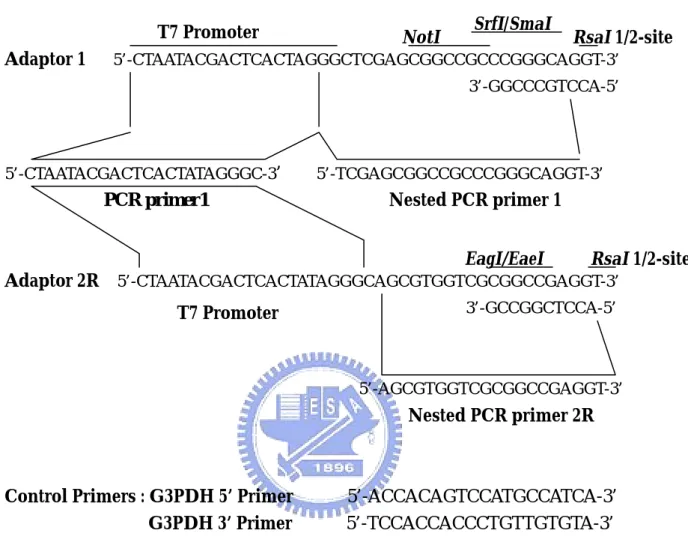 Figure 4. Sequences of the PCR-Select cDNA Synthesis Primer,  Adaptors, and PCR Primers 