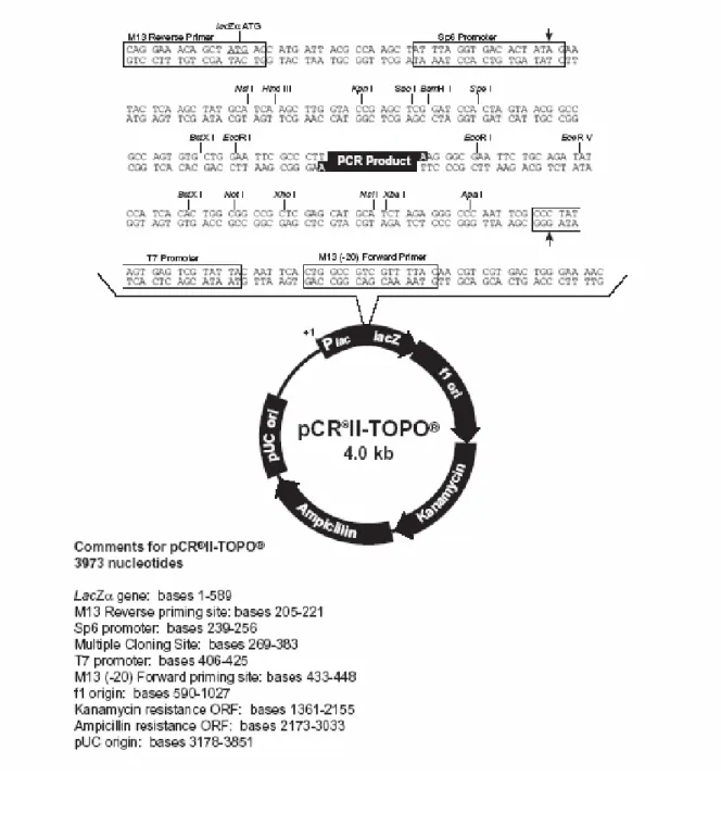 Figure 5. Map of pCR ® II-TOPO ® 