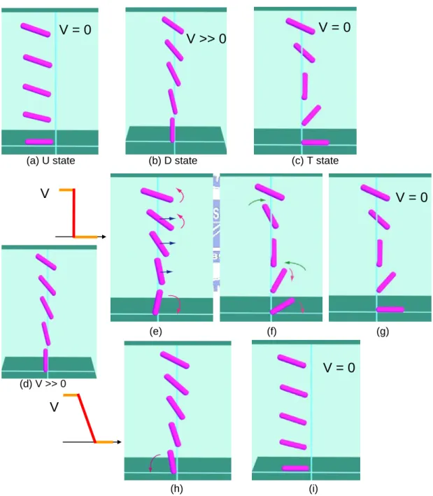 Figure 1.4    The configurations of the BiNem cell: (a) Uniform state (U state), (b) Deformed state (D state), (c)  Twisted state (T state)