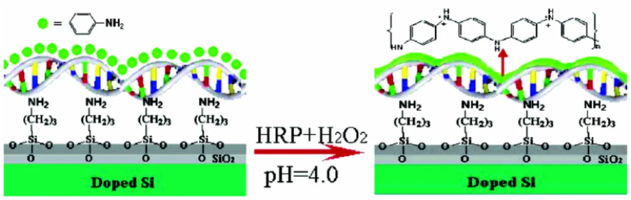 Fig. 1-7 Fabrication of a polyaniline nanowire immobilized on a Si surface with             stretched double-stranded DNA as a guiding template