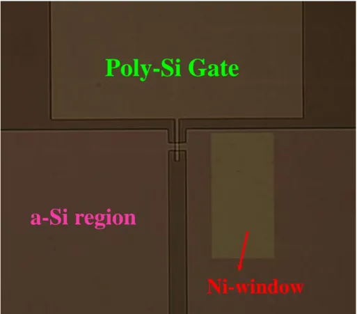 Fig. 2-7 Optical microscopy photograph of active pattern with the  source, the drain, channels, bottom-gate and Ni-seeding window
