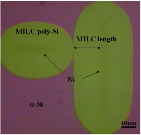 圖 2-5 565℃下以 CFA 成長的 MILC 的 OM 圖 