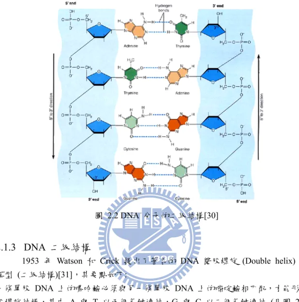 圖 2.2 DNA 分子的二級結構[30] 