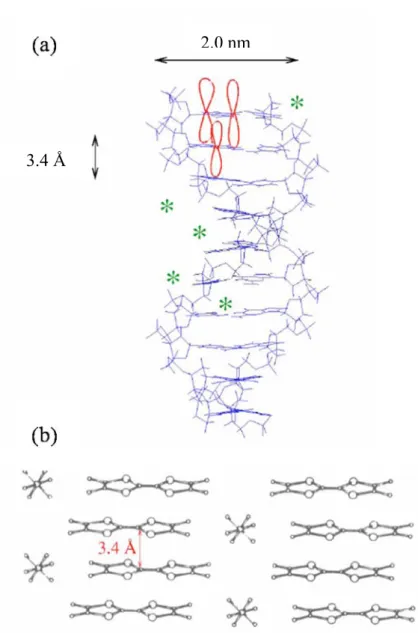 圖 2.5 (a) 雙股螺旋 DNA 及鹼基對堆疊示意圖. (b) The Bechgaard salts (TMTSF) 2 PF 6