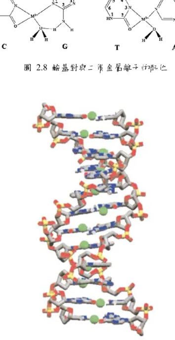 圖  2.9 M-DNA helix  之螺旋結構示意圖[28] 