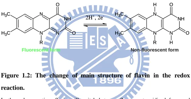 Figure 1.2: The change of main structure of flavin in the redox  reaction. 