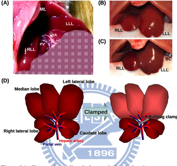 Figure 2.1: Changes in rat liver before and after ischemia. 