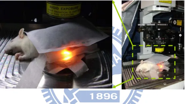 Figure 2.2: The actual situation of the rat during experiment process. 