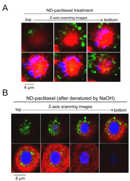 Figure 4. Location and distribution of ND-paclitaxel in human lung carcinoma cells. 
