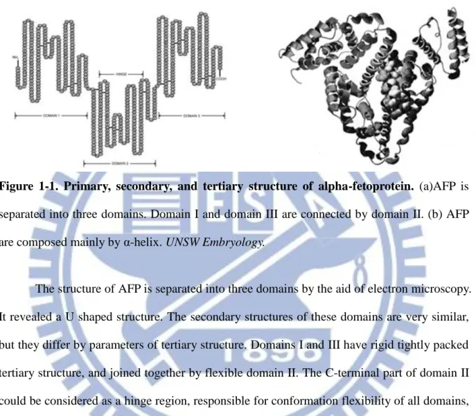 Figure  1-1.  Primary,  secondary,  and  tertiary  structure  of  alpha-fetoprotein.  (a)AFP  is  separated into three domains