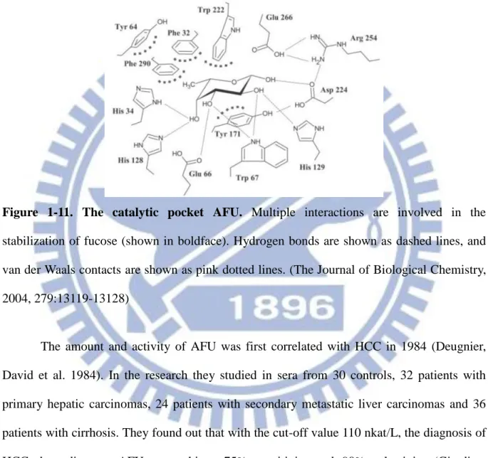Figure  1-11.  The  catalytic  pocket  AFU.  Multiple  interactions  are  involved  in  the  stabilization of fucose (shown in boldface)