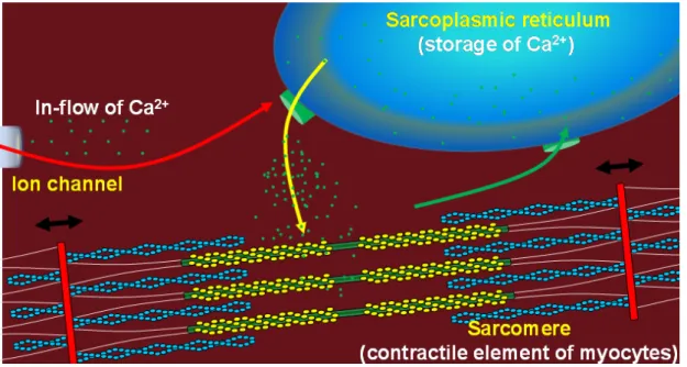 Figure 1  Excitation-contraction coupling of cardiomyocytes   