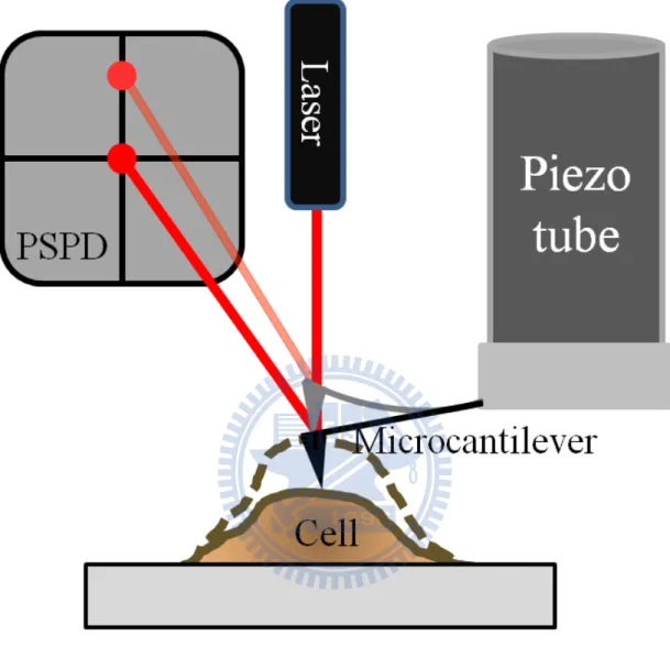 Figure  2 Schematic of microcantilever technology employed to probe  cardiomyocyte contractions   