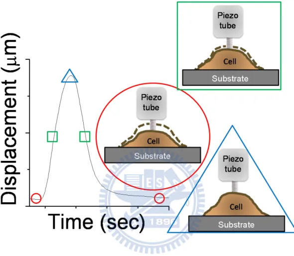 Figure 3  A representative displacement curve and the corresponding pulsation  cycle  