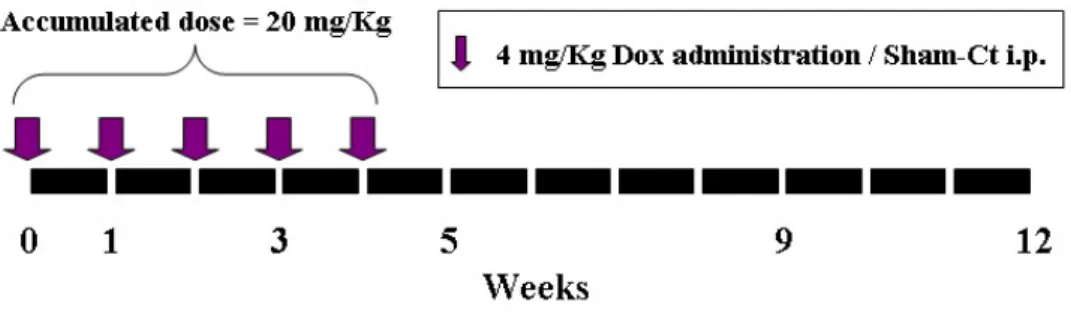 Figure 1. Experimental protocol. The mice were administered 4 mg/kg i.p. of doxorubicin  hydrochloride (Dox), in a concentration of 1 mg/mL, five times weekly to reach accumulated  dosage of 20 mg/kg