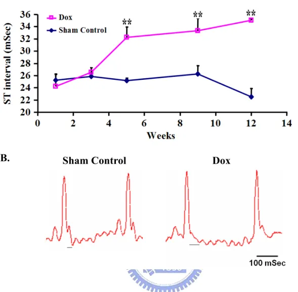 Figure 3. ST-interval prolongation after Dox treatment. It was measured with the use of  lead II ECG under anesthesia