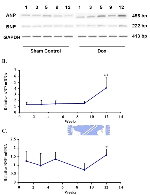 Figure 4. Induction of ANP and BNP mRNA in the LV with Dox treatment. The cDNAs  prepared from LV were subjected to PCR (A)