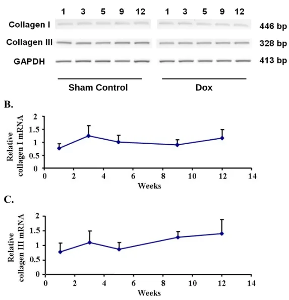 Figure 6. The mRNA expression of collagen type I and III in LV. The cDNAs prepared  from LV were subjected to PCR (A)