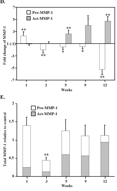 Figure 7. Opposite trends of changes in latent and active MMP-1. The 57 kDa 