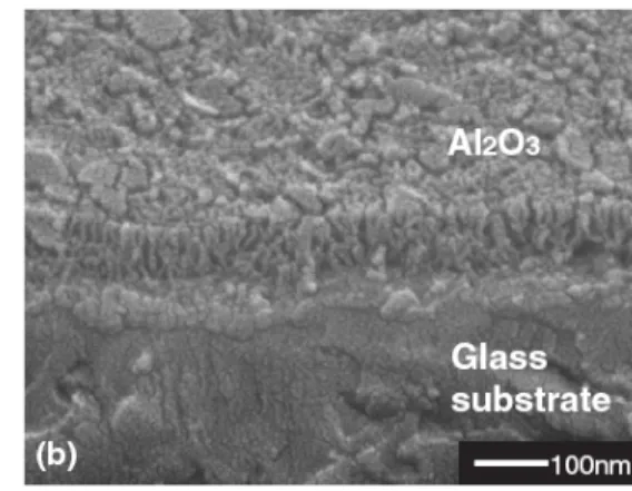 圖 1-1    T. Maeda et al.陽極氧化鋁薄膜 SEM 影像[6]， 