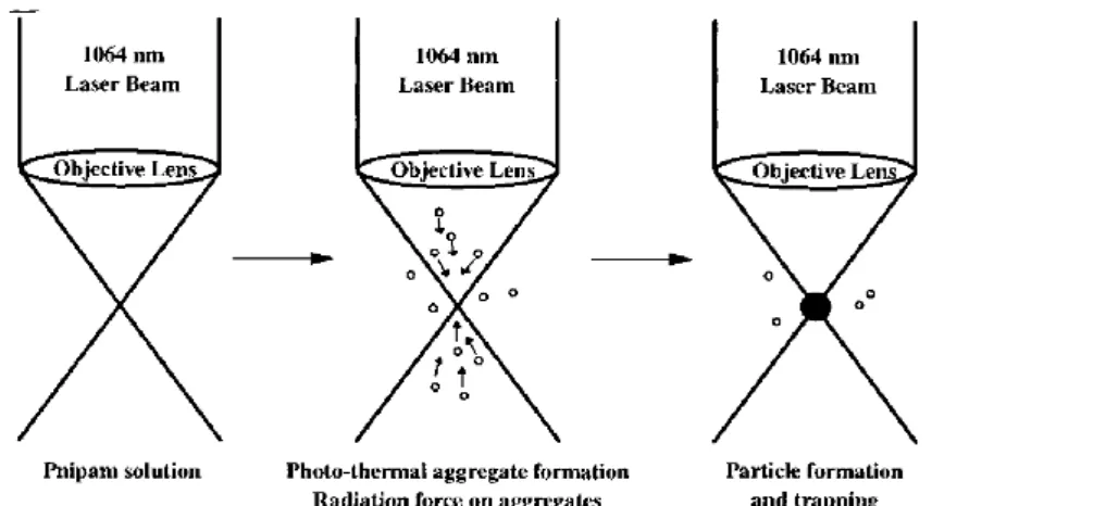 Figure 0.3 Focus laser beam induced molecular assembly formation of PNIPAM in  aqueous solution
