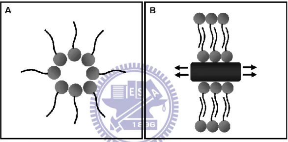 Figure  1.3  (A)  self-assembled  reverse  micelle  and  (B)  capping  reagent  mechanism  of  surfactants