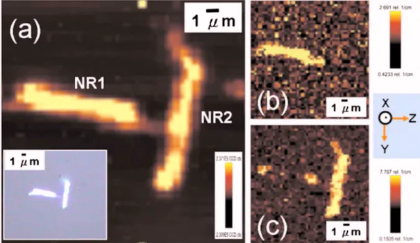 FIG. 3. 共Color online兲 共a兲 Raman scattering mapping image of two individual ZnO nanorods with orientation almost perpendicular to each other