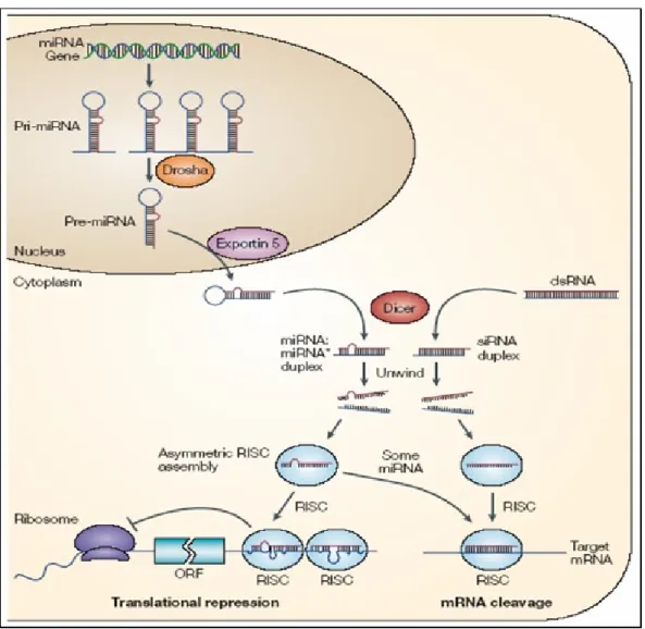 Figure 1.1 The biogenesis and function of miRNAs [10]. 