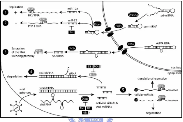Figure 1.2 The relationship between microRNAs and virus [17]. 