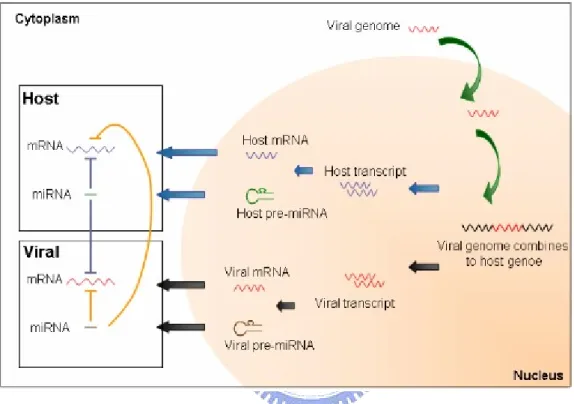 Figure 1.3 The location of known virus miRNAs on virus genome. 