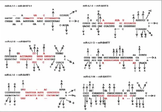 Figure 2.1 Five microRNAs are produced from Rhesus Lymphocryptovirus. 