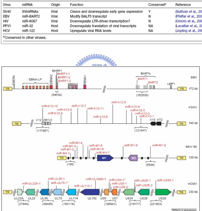 Table 2.1 The miRNAs with reported functions [19].