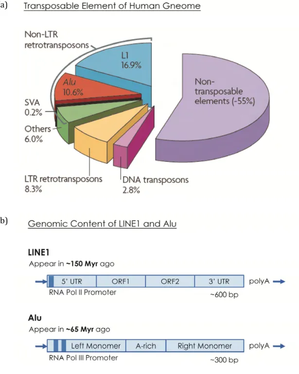Figure 1   The Distribution and Structure of Transposons  (a) Percentage of transposable elements in human genome. Alu elements approximately  occupy the one‐third of genome content. Adapted from (Cordaux and Batzer 2009).    (b)  Genomic structure of L1 a